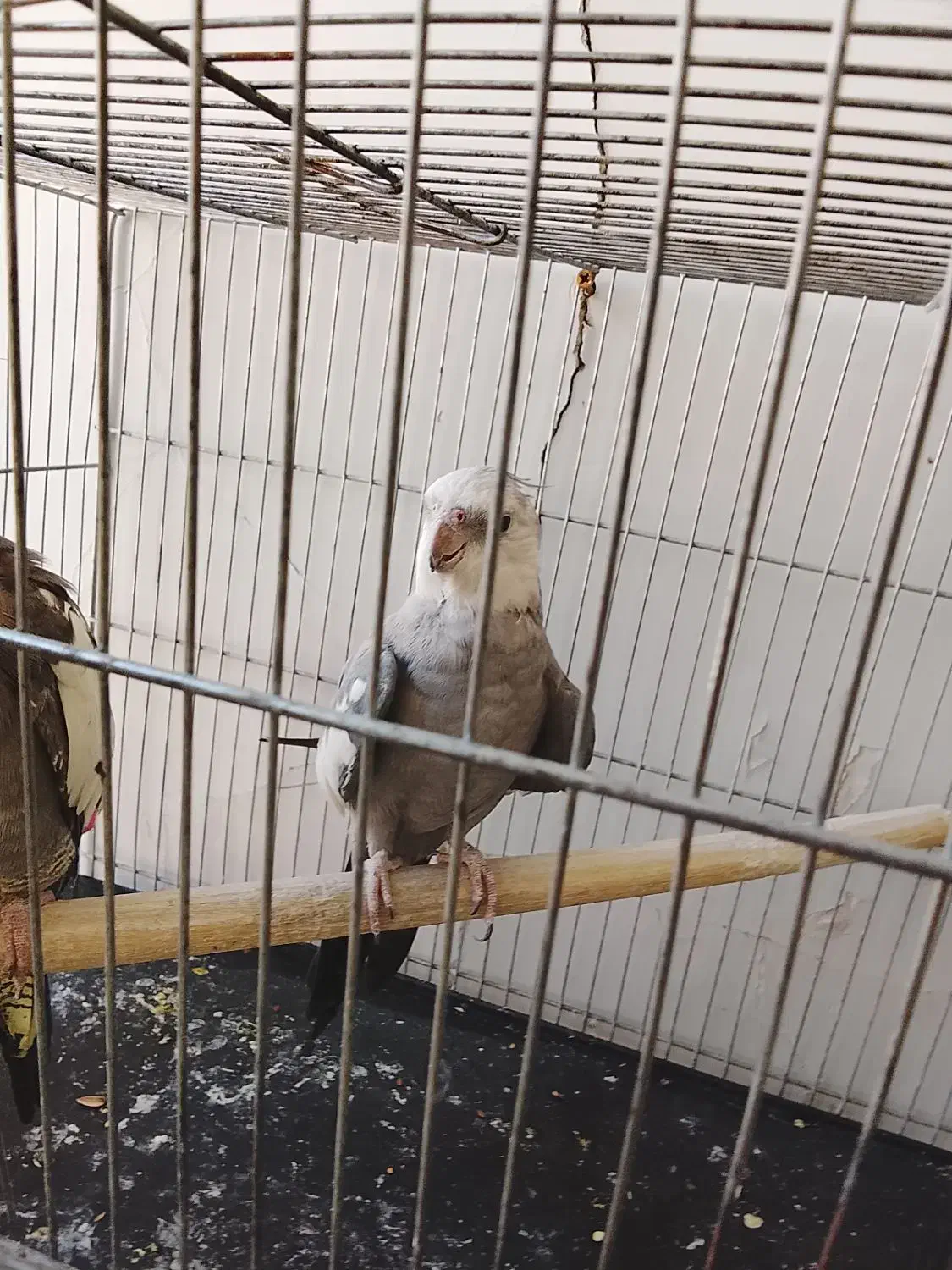 عروس هلندی دستی سخن گو|پرنده|دورود, |دیوار