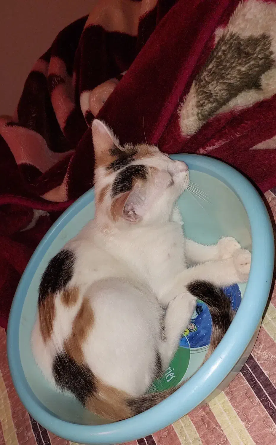 گربه گمشده|حیوانات|شیراز, کلاهدوز|دیوار