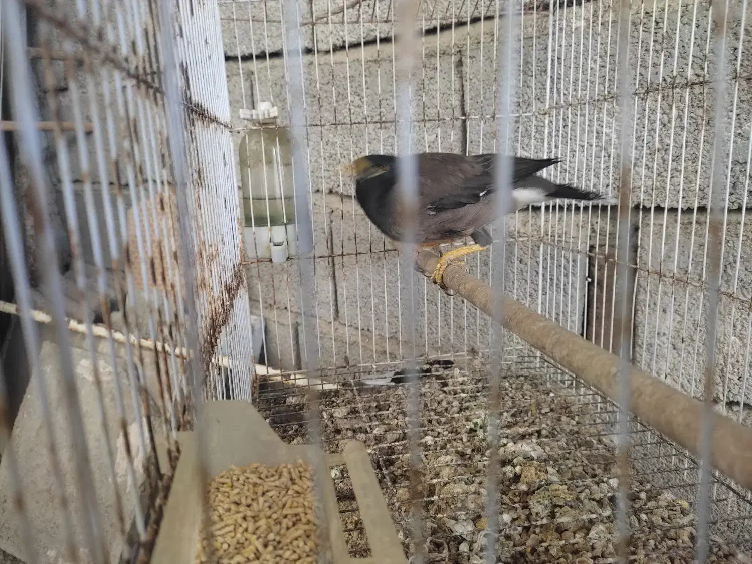 مرغ مینا|پرنده|رامیان, |دیوار