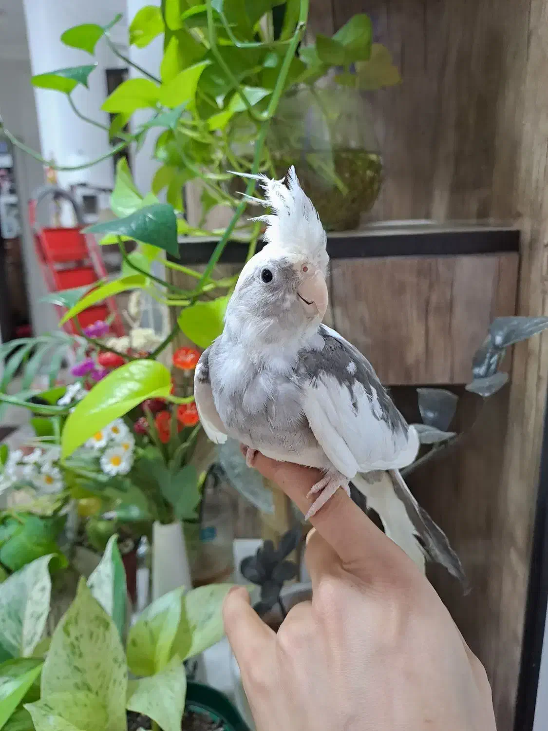 عروس هلندی البینو نر ۴ ماهه|پرنده|رشت, خواهر امام|دیوار