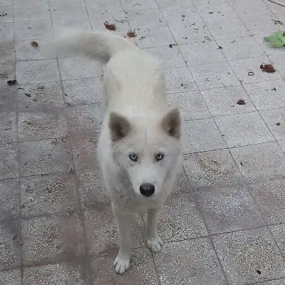 سک میکس سامویید|سگ|سبزوار, زینبیه|دیوار