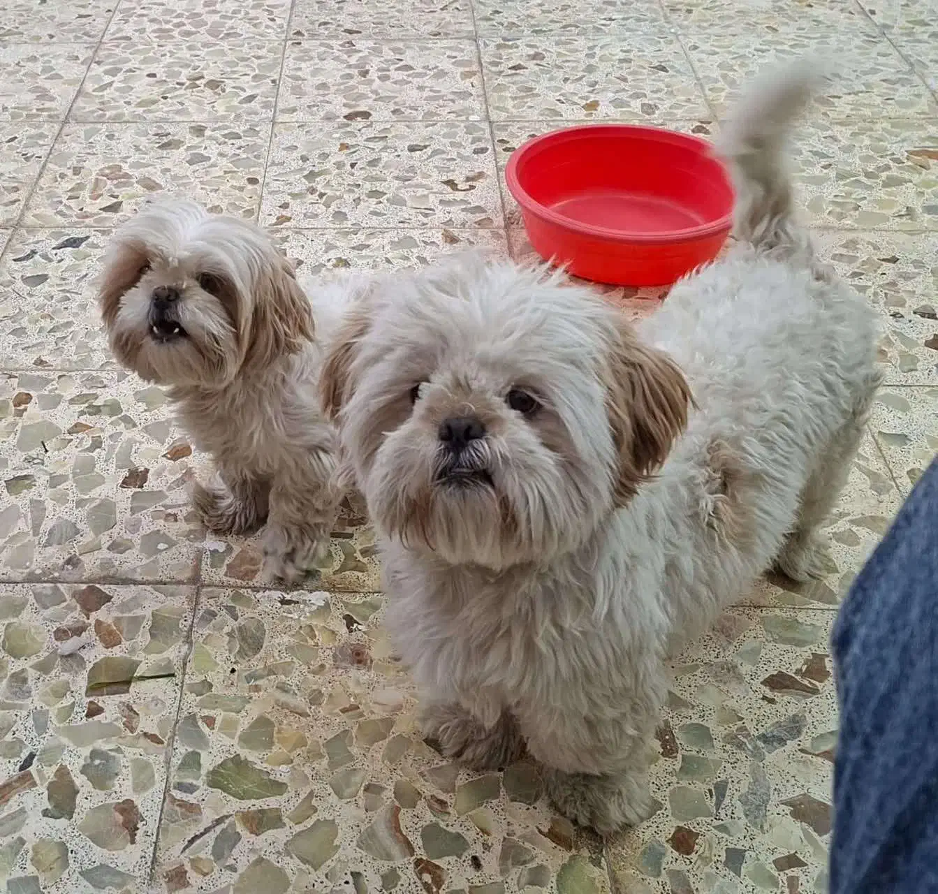 واگذاری سگ|سگ|یزد, |دیوار