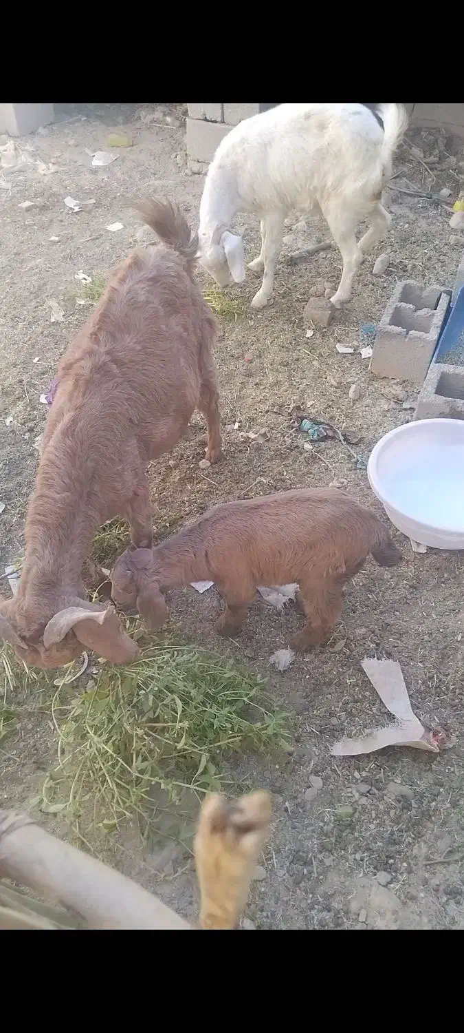 فروش فوری قیمت مناسب|حیوانات مزرعه|پسکوه, |دیوار