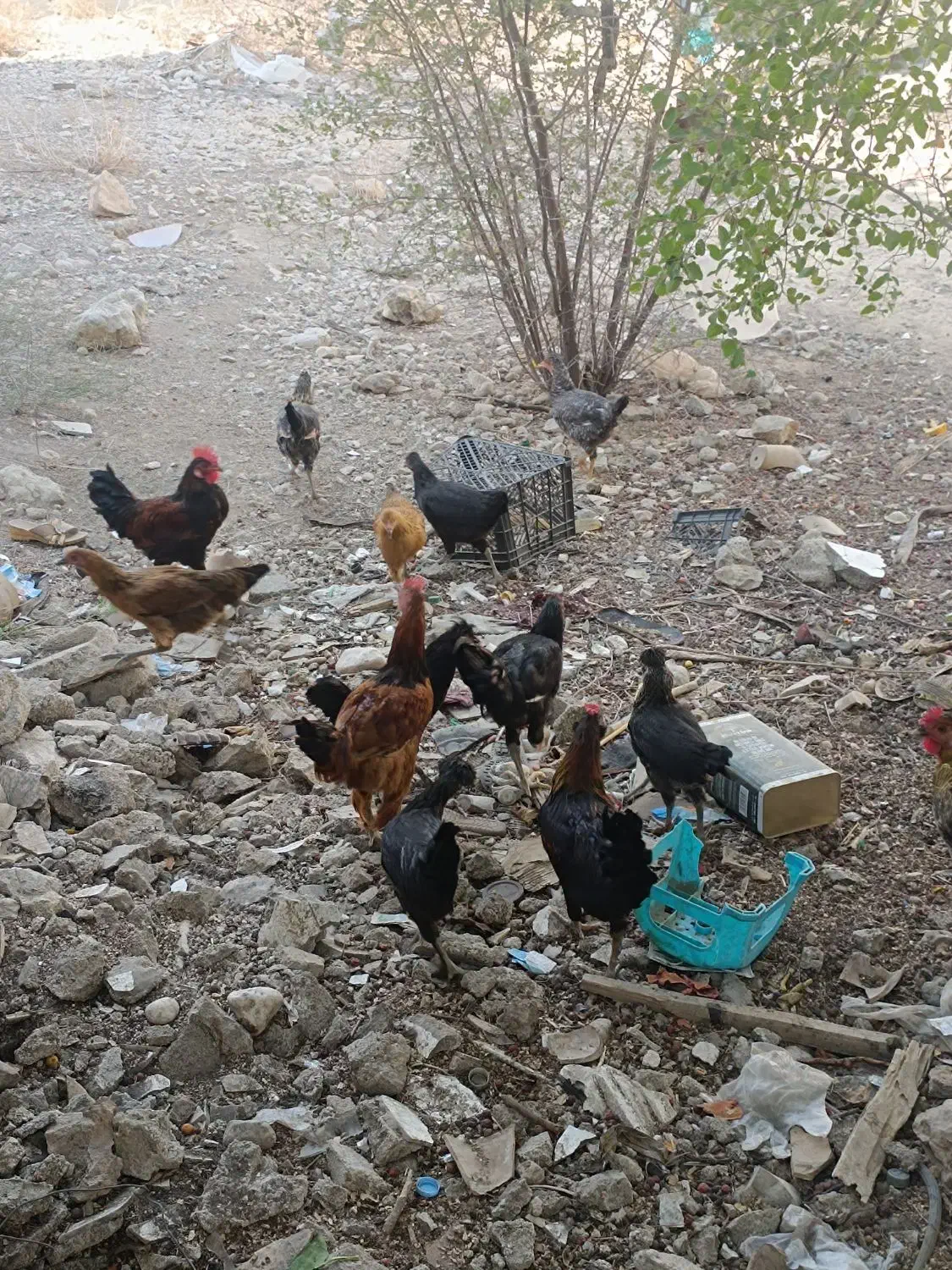 مرغ|حیوانات مزرعه|جم, |دیوار