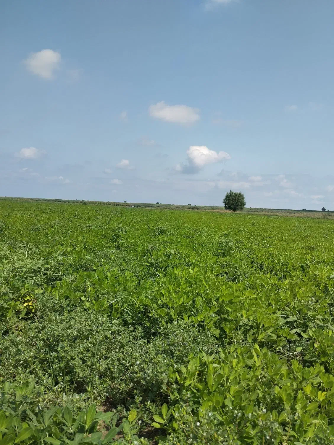 اجاره  برای کاشت  سیر واقع 2هکتار کانال 7|فروش دفتر صنعتی، کشاورزی، تجاری|پارسآباد, |دیوار