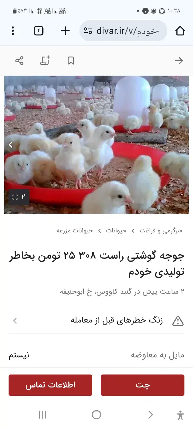 جوجه گوشتی یکروزه کلاهبرادری|حیوانات مزرعه|گنبد کاووس, |دیوار