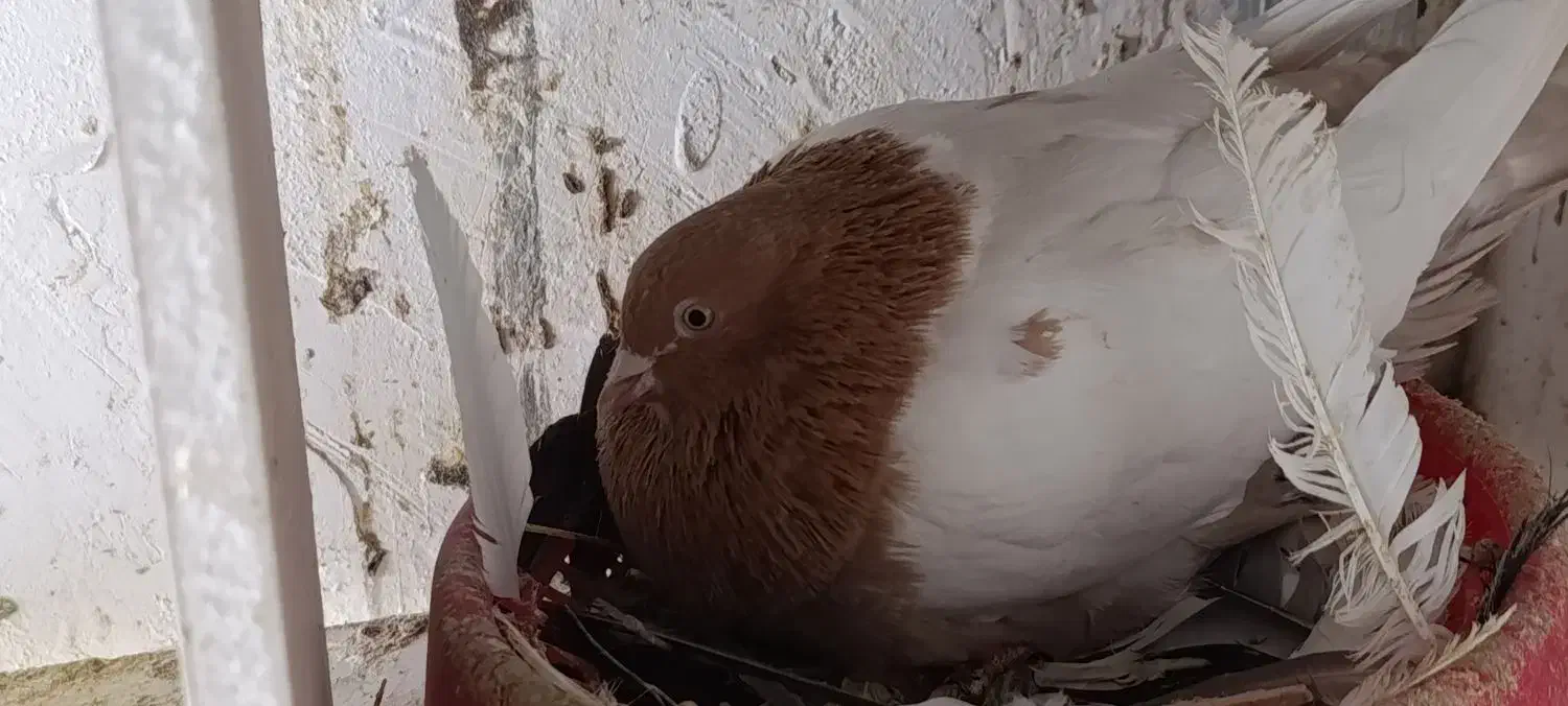 کبوتر|پرنده|دهگلان, |دیوار