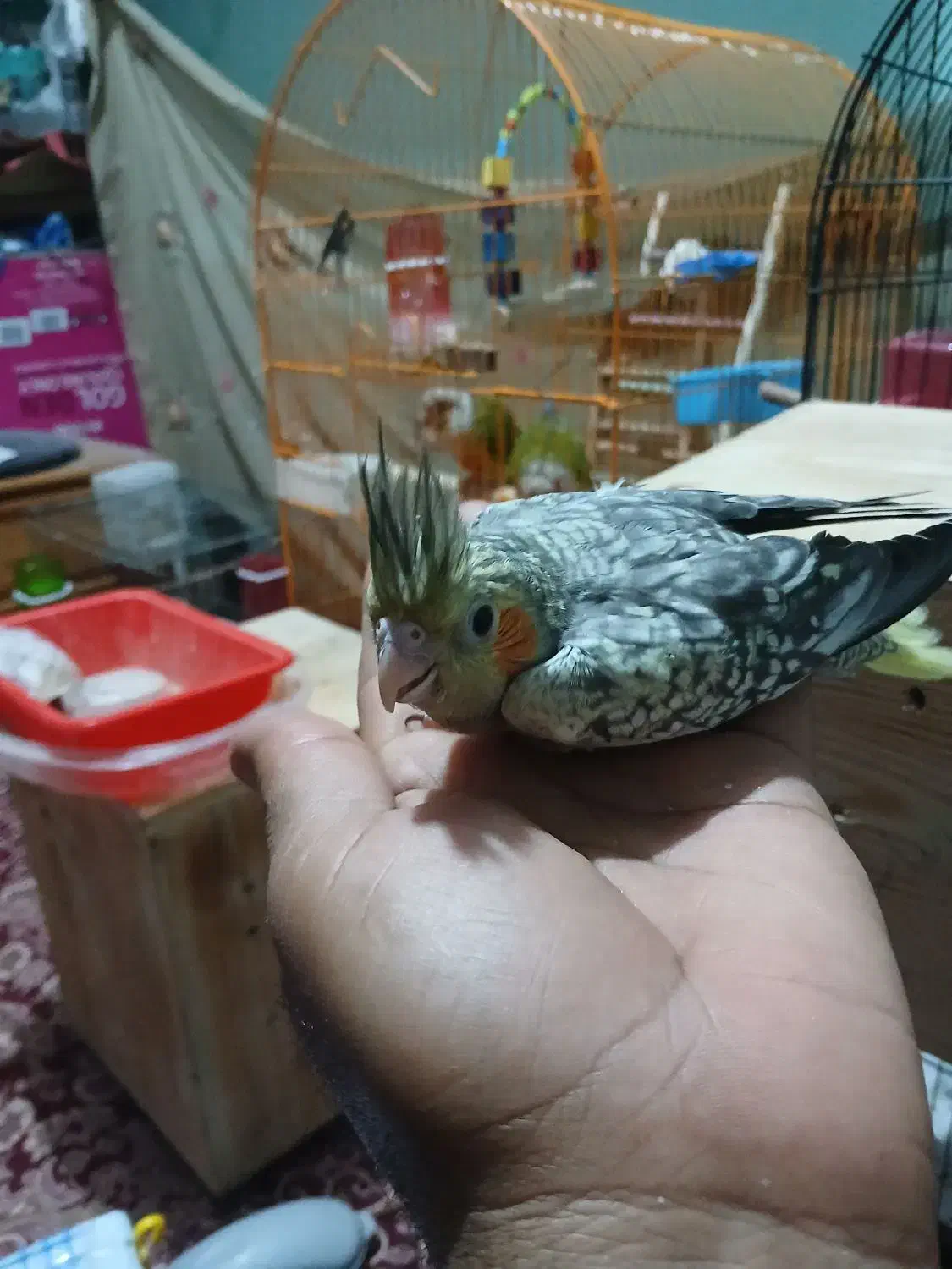 کوتوله|پرنده|بندرعباس, |دیوار