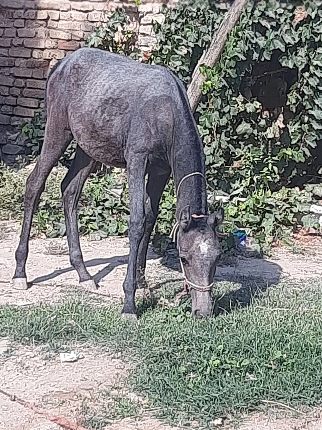 کره اسب|اسب و تجهیزات اسب‌سواری|مرودشت, تخت جمشید|دیوار