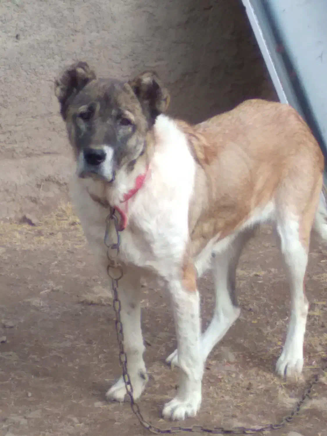 ماده سرابی آماده واگذاری|سگ|سراب, |دیوار