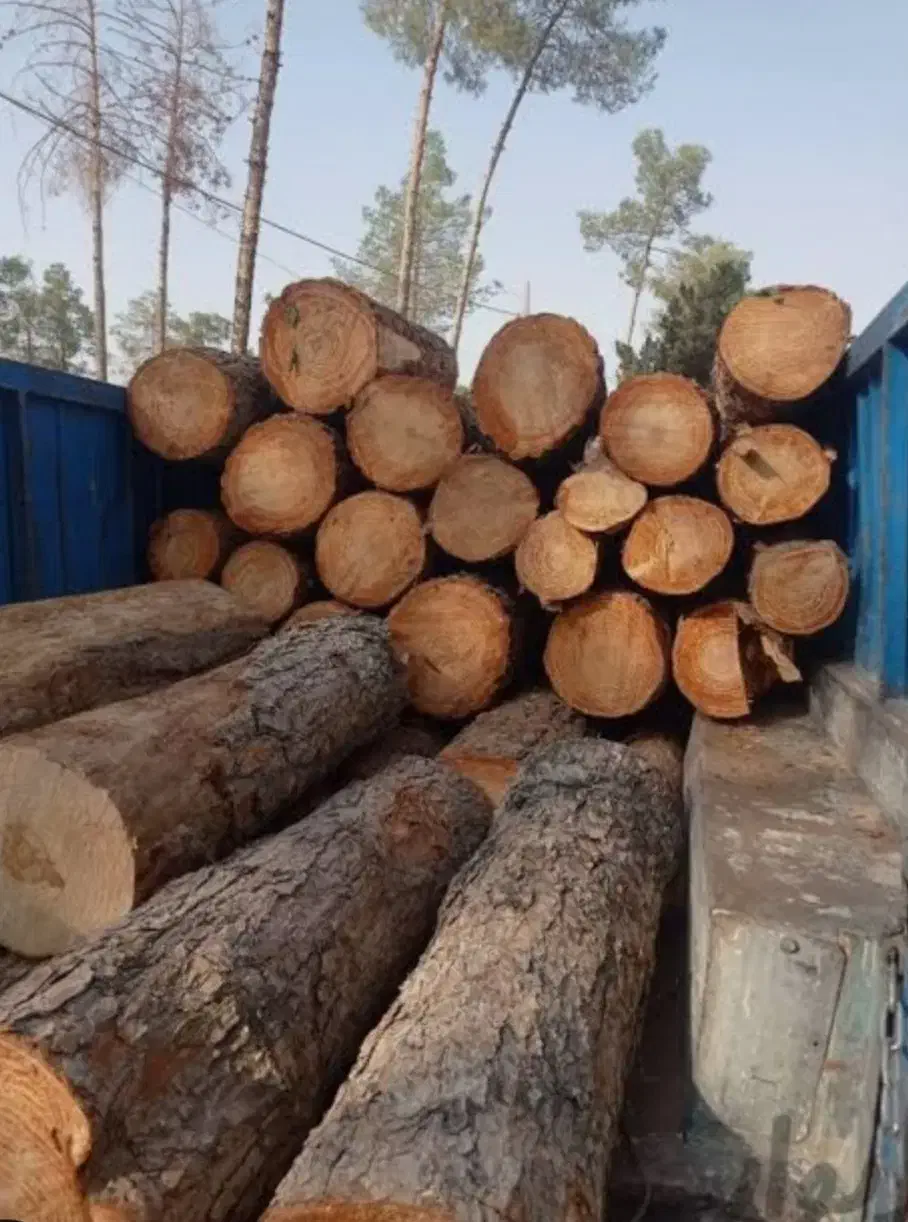 خرید تخصصی چوب درختان همراه بابرش رایگان در لرستان|خدمات باغبانی و درختکاری|خرمآباد, |دیوار