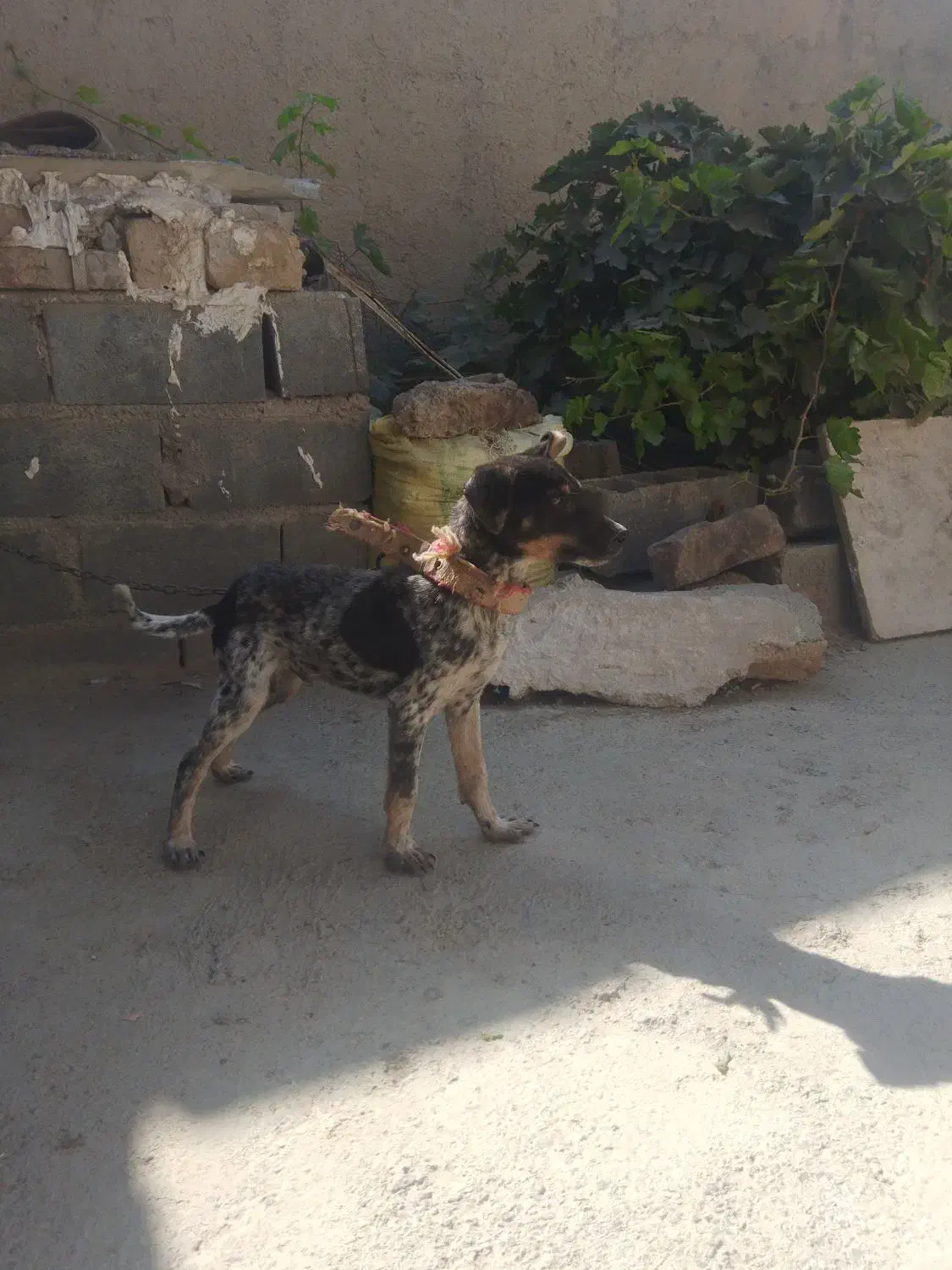 سگ پاکوتاه نر|سگ|شیروان (خراسان), |دیوار