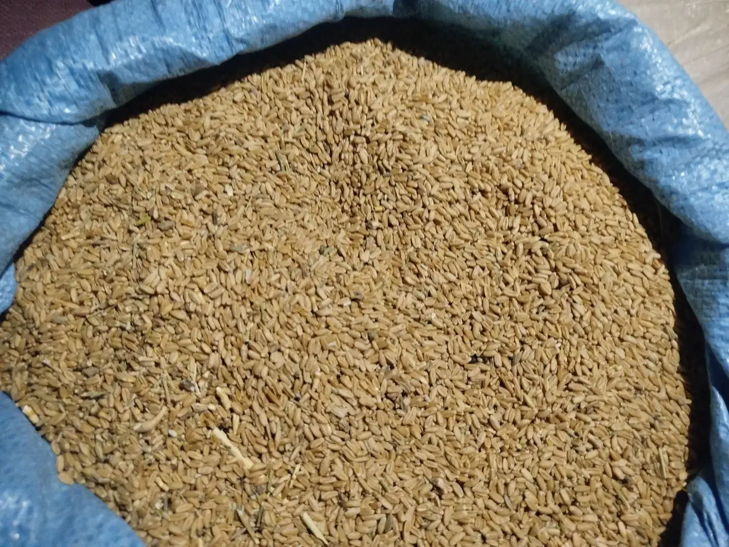 گندم دیم|خوردنی و آشامیدنی|فریمان, |دیوار