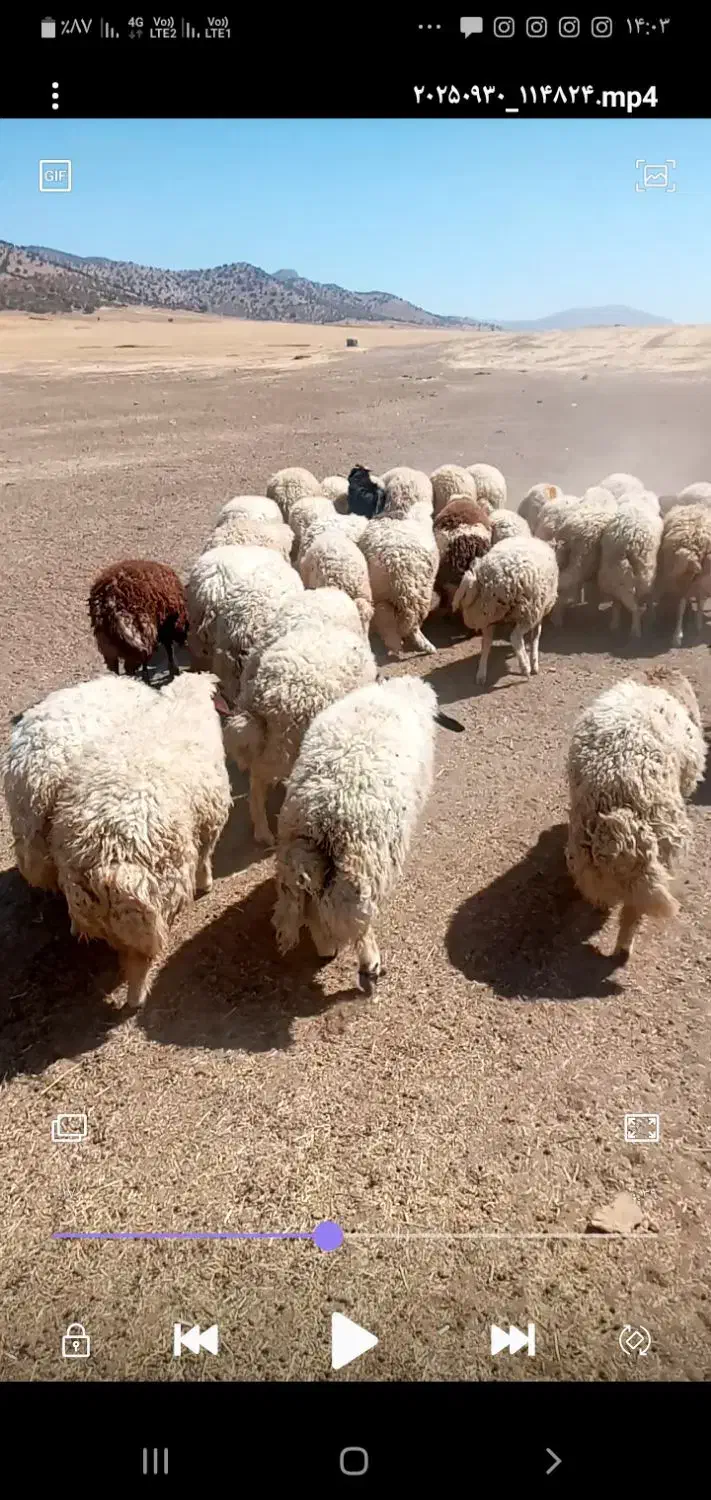 بره امسال سالم و درجه یک|حیوانات مزرعه|گوآور, |دیوار