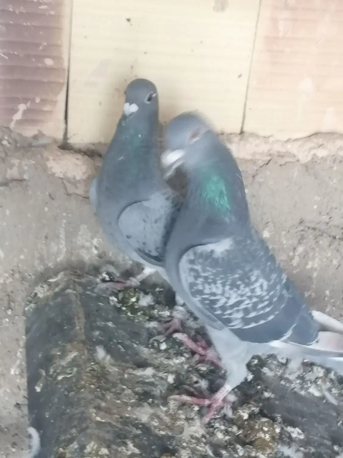 فروش|پرنده|زارچ, |دیوار