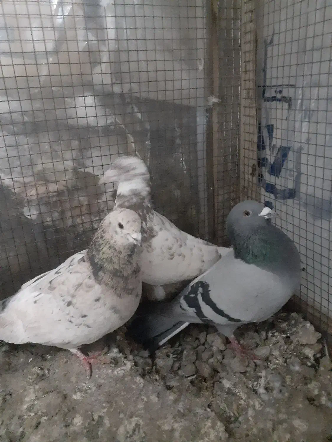 کفتر شهرستانی|پرنده|بومهن, |دیوار