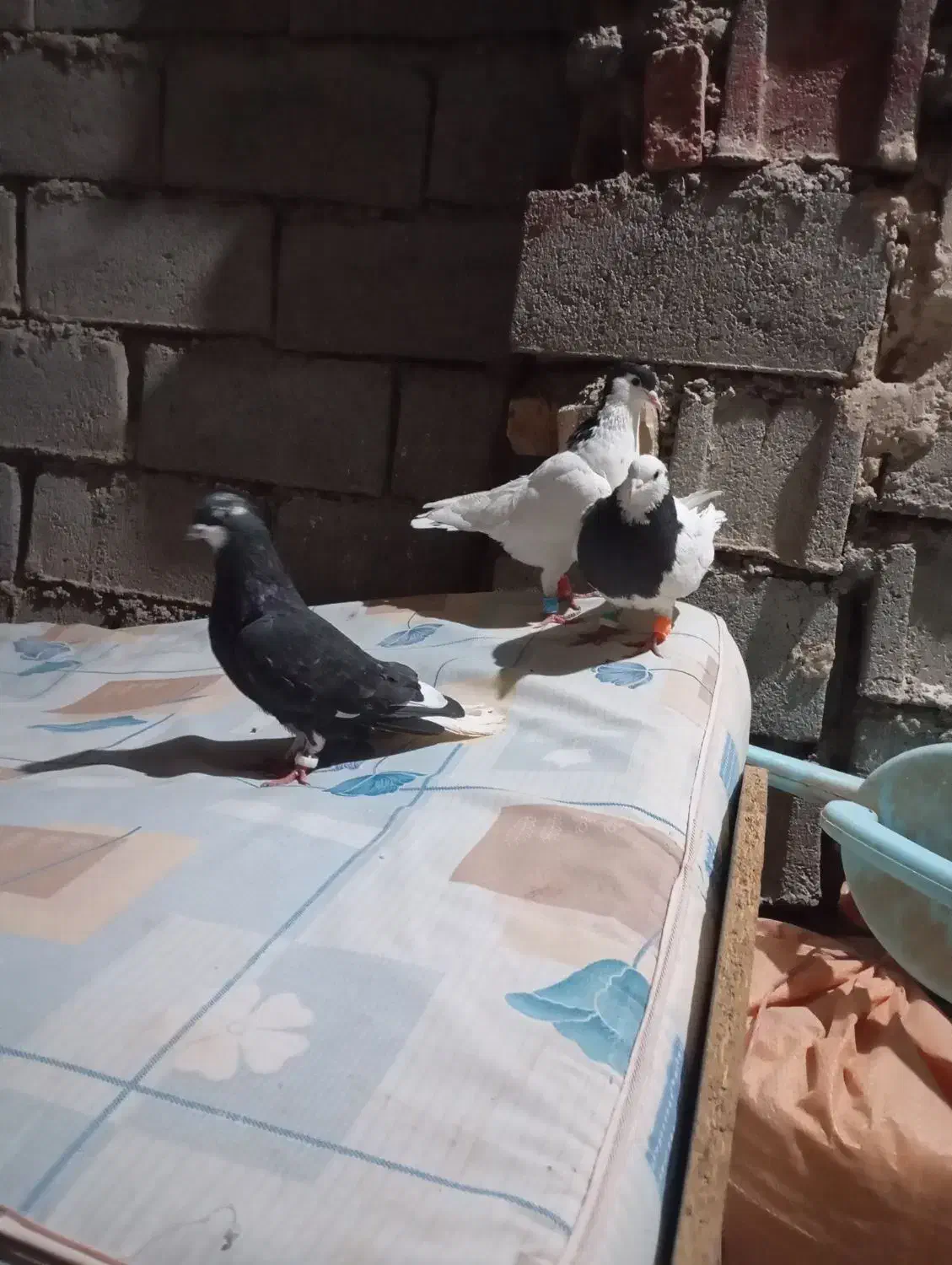 چهار عدد کفتر صید پرشی مفت|پرنده|بوژگان, |دیوار