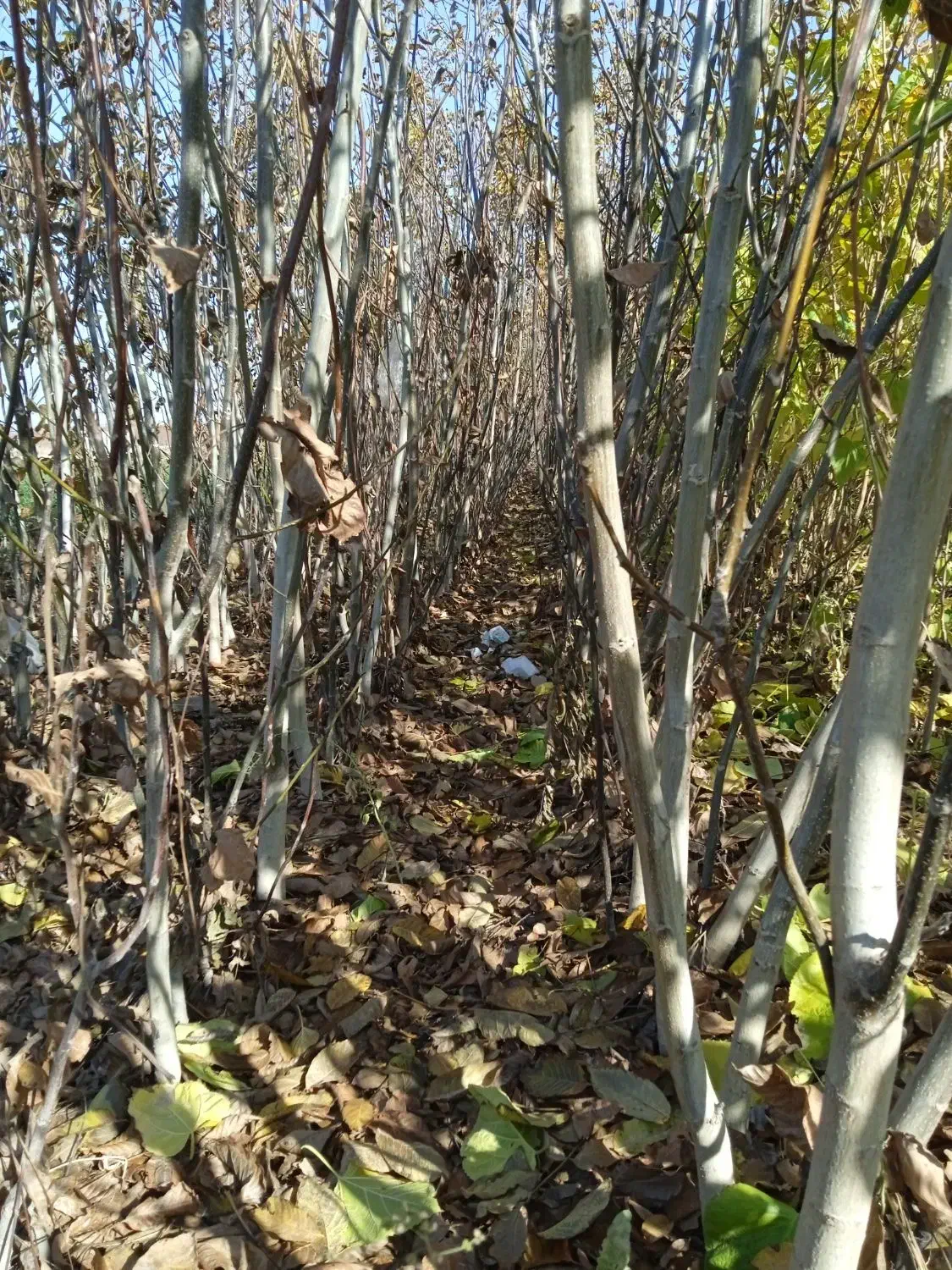 نهال فروشی منفردی|خدمات باغبانی و درختکاری|میاندوآب, |دیوار