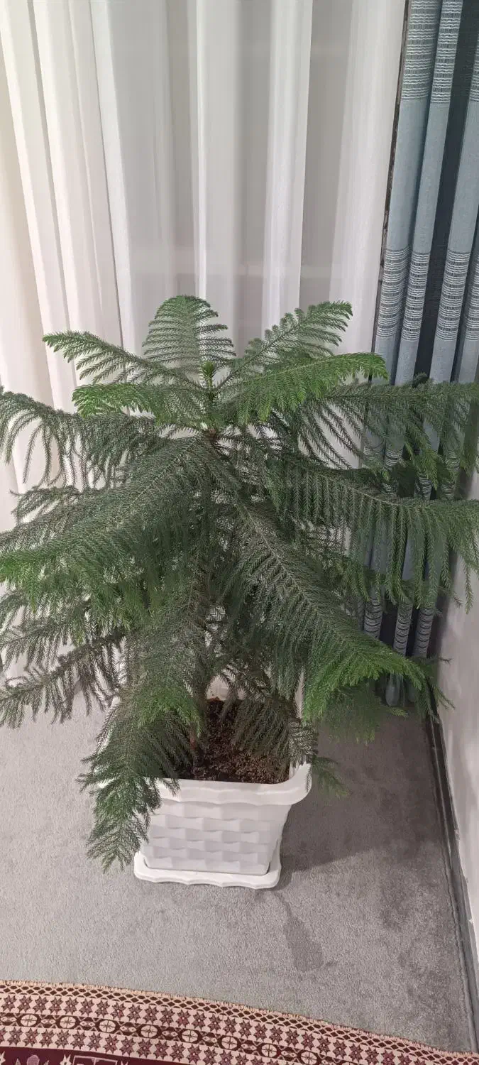 گل بزرگ|گل و گیاه طبیعی|بروجرد, |دیوار