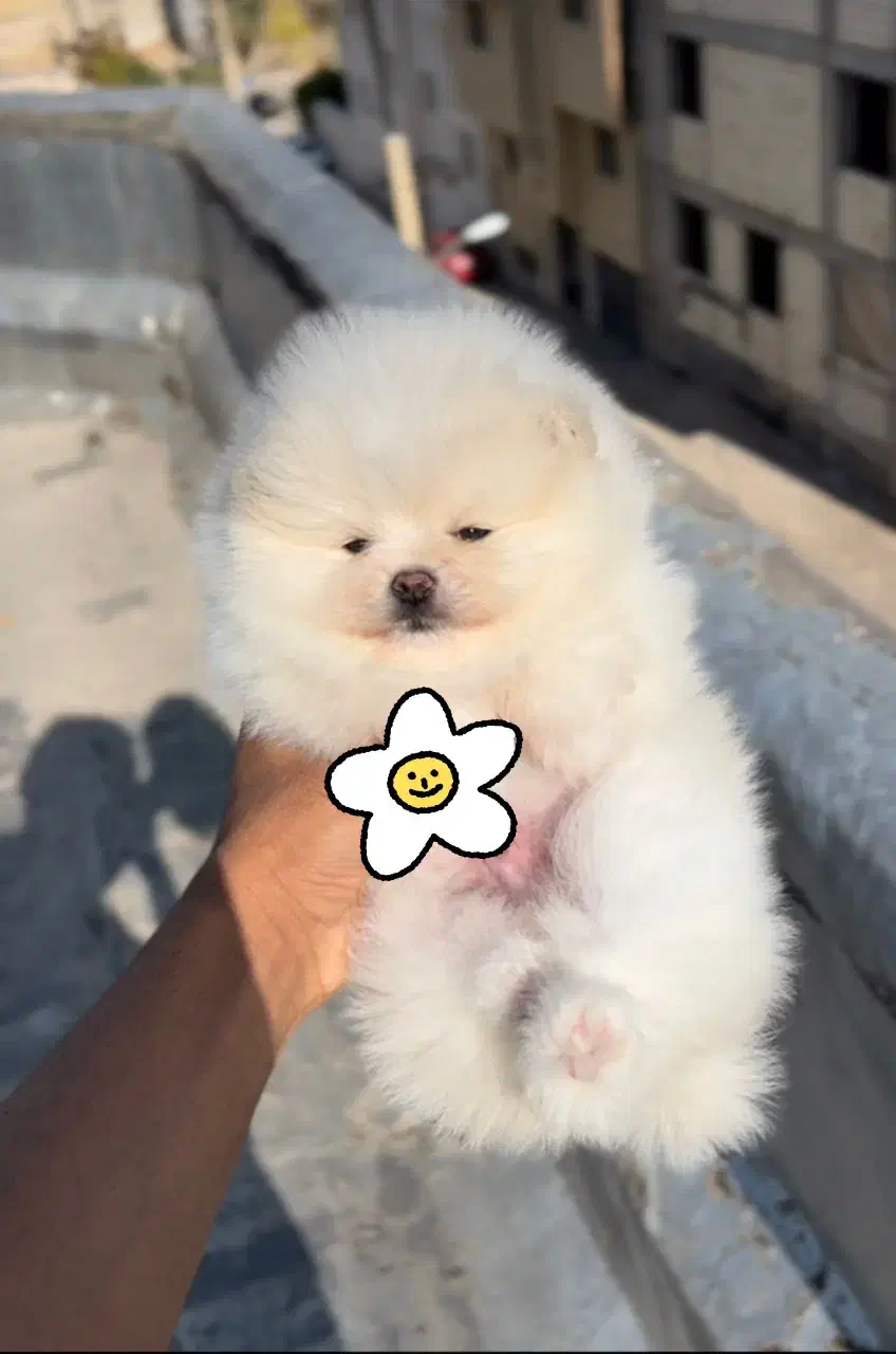 توله پامرانین خرسی|سگ|شیراز, شاپورجان|دیوار