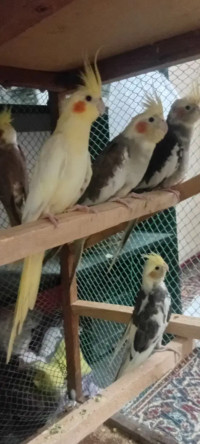 عروس هلندی|پرنده|بندرعباس, |دیوار