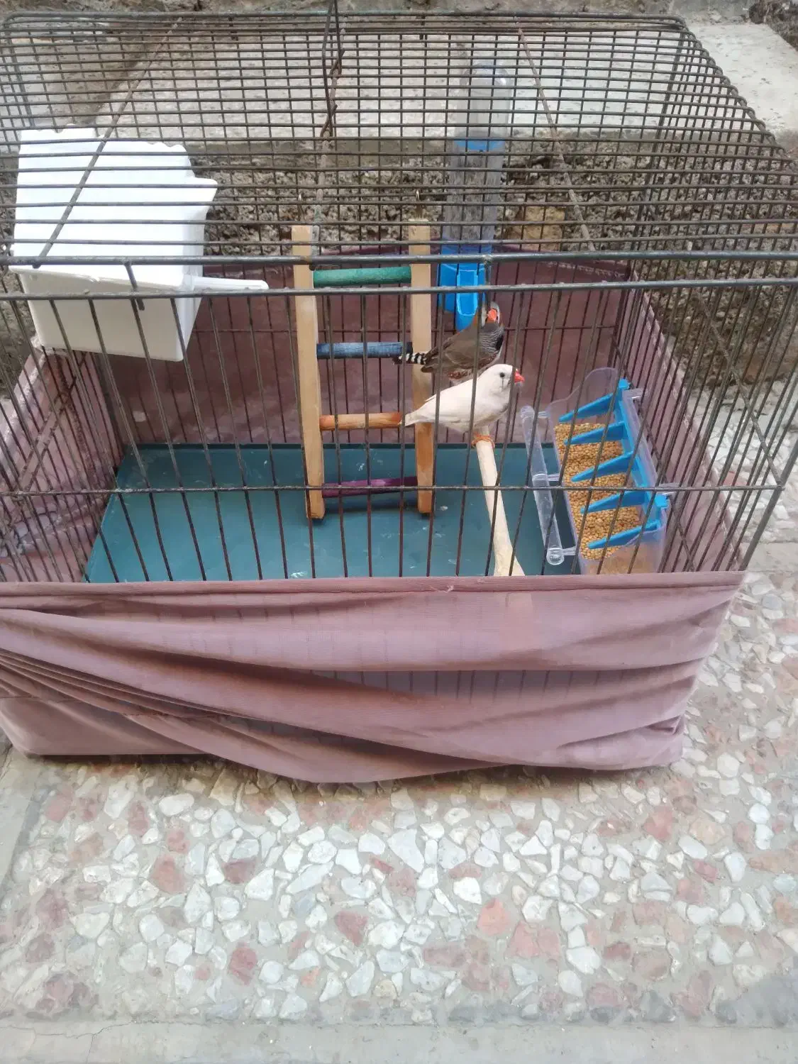 دو عدد فنج|پرنده|قرچک, محمد آباد|دیوار