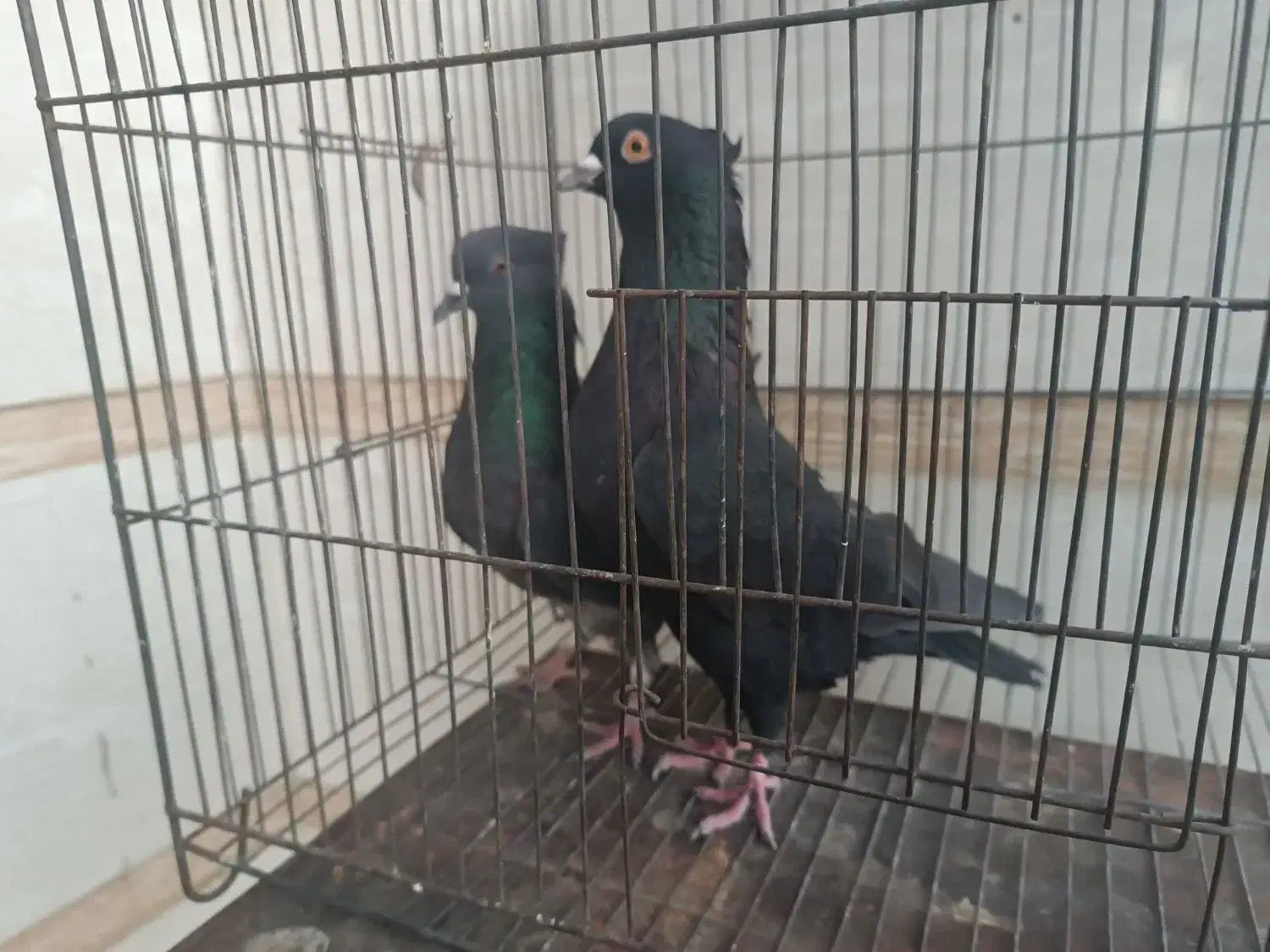 کبوتر|پرنده|الشتر, |دیوار