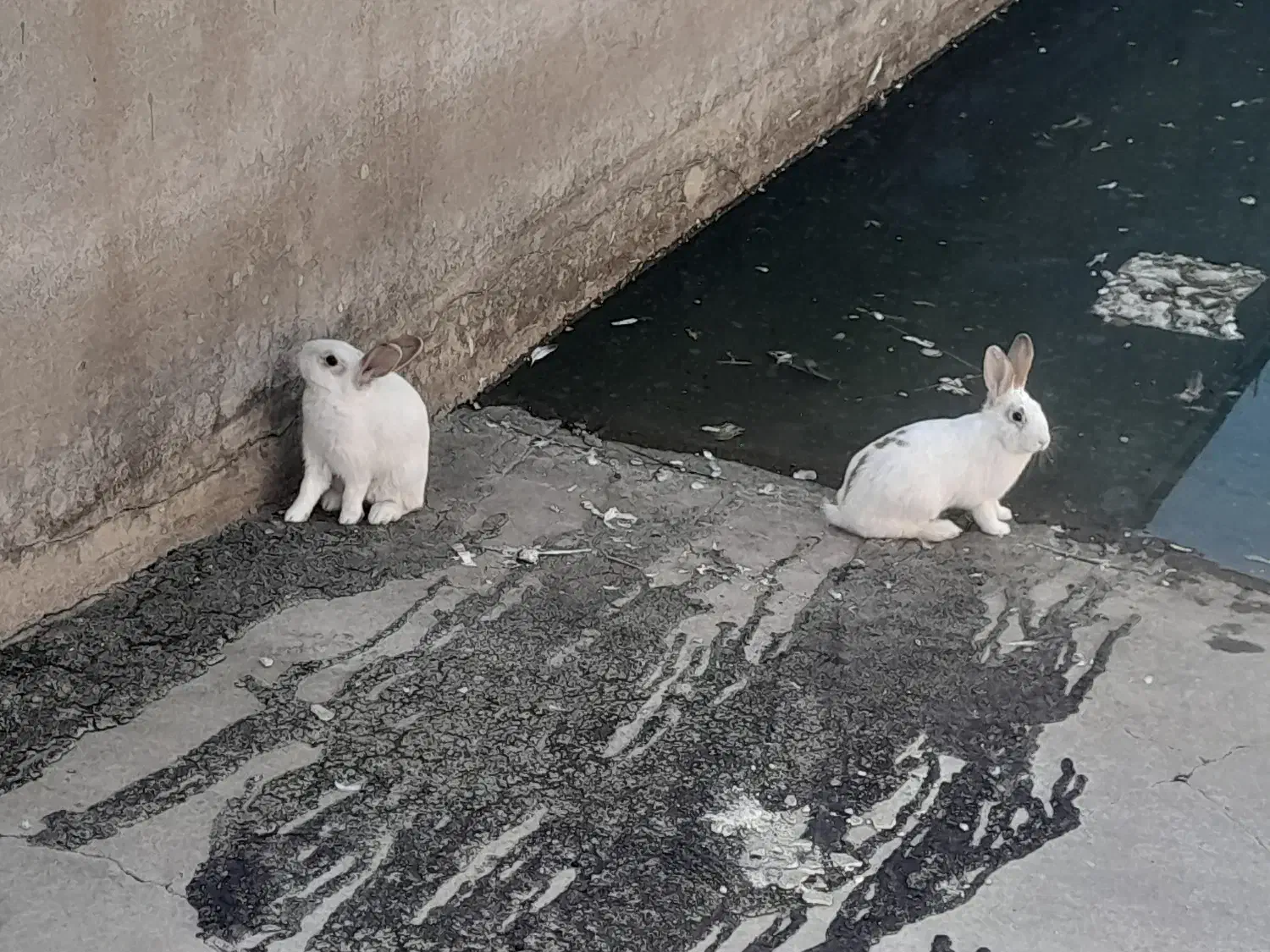 خرگوش|موش و خرگوش|تاکستان, |دیوار