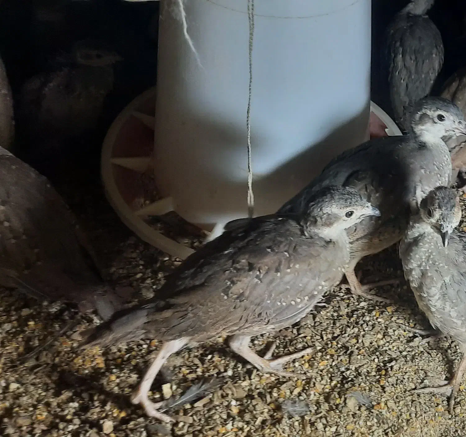 جوجه 50 روزه مطابق عکس|حیوانات مزرعه|قائن, |دیوار