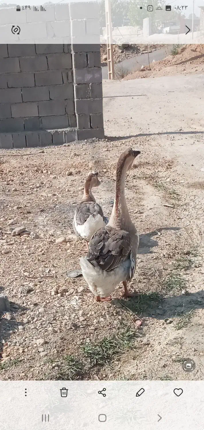 قو غاز معاوضه با بوقلمون|حیوانات مزرعه|یاسوج, |دیوار