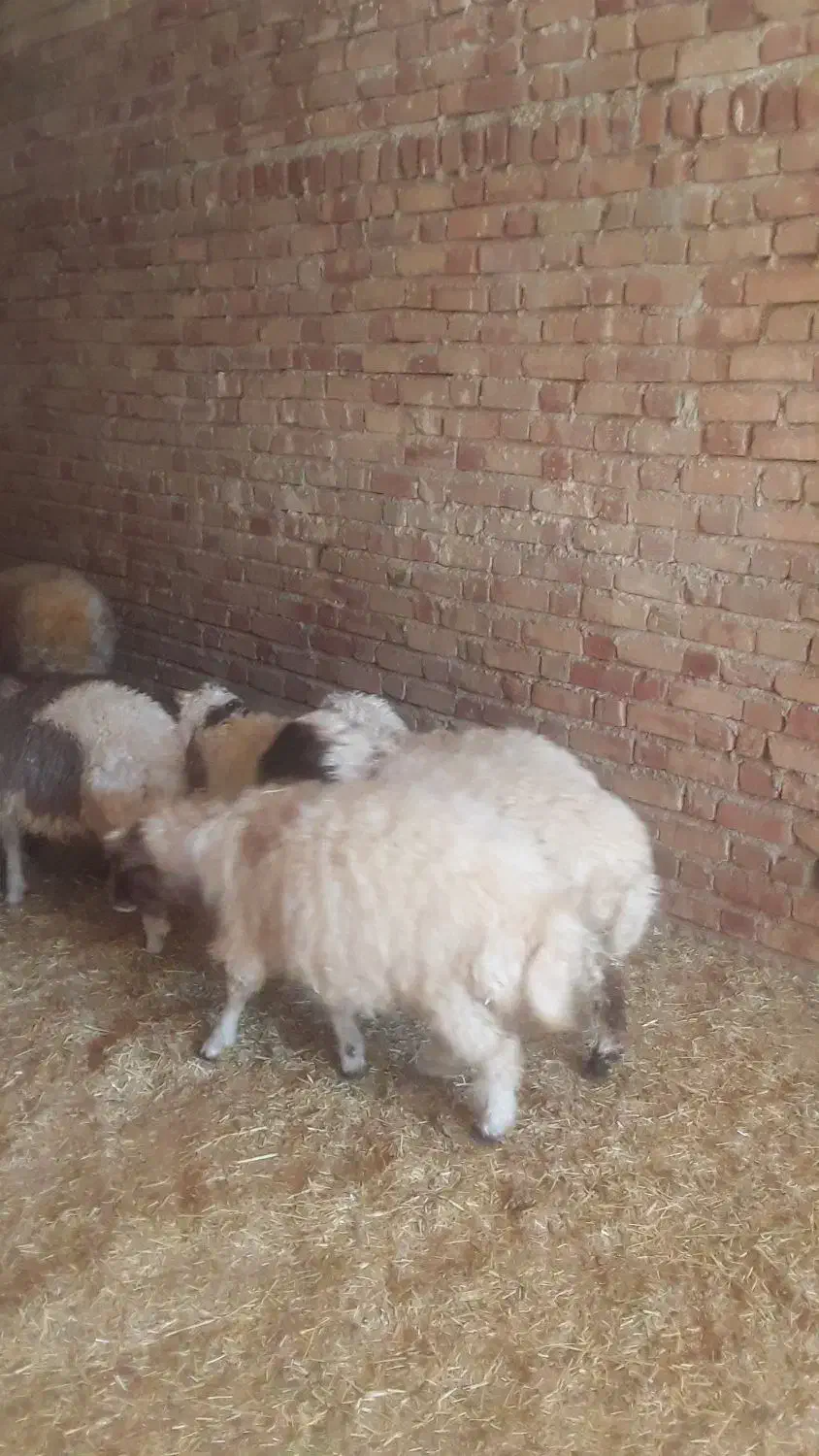بره درجه یک باب پروار|حیوانات مزرعه|ایوان, |دیوار