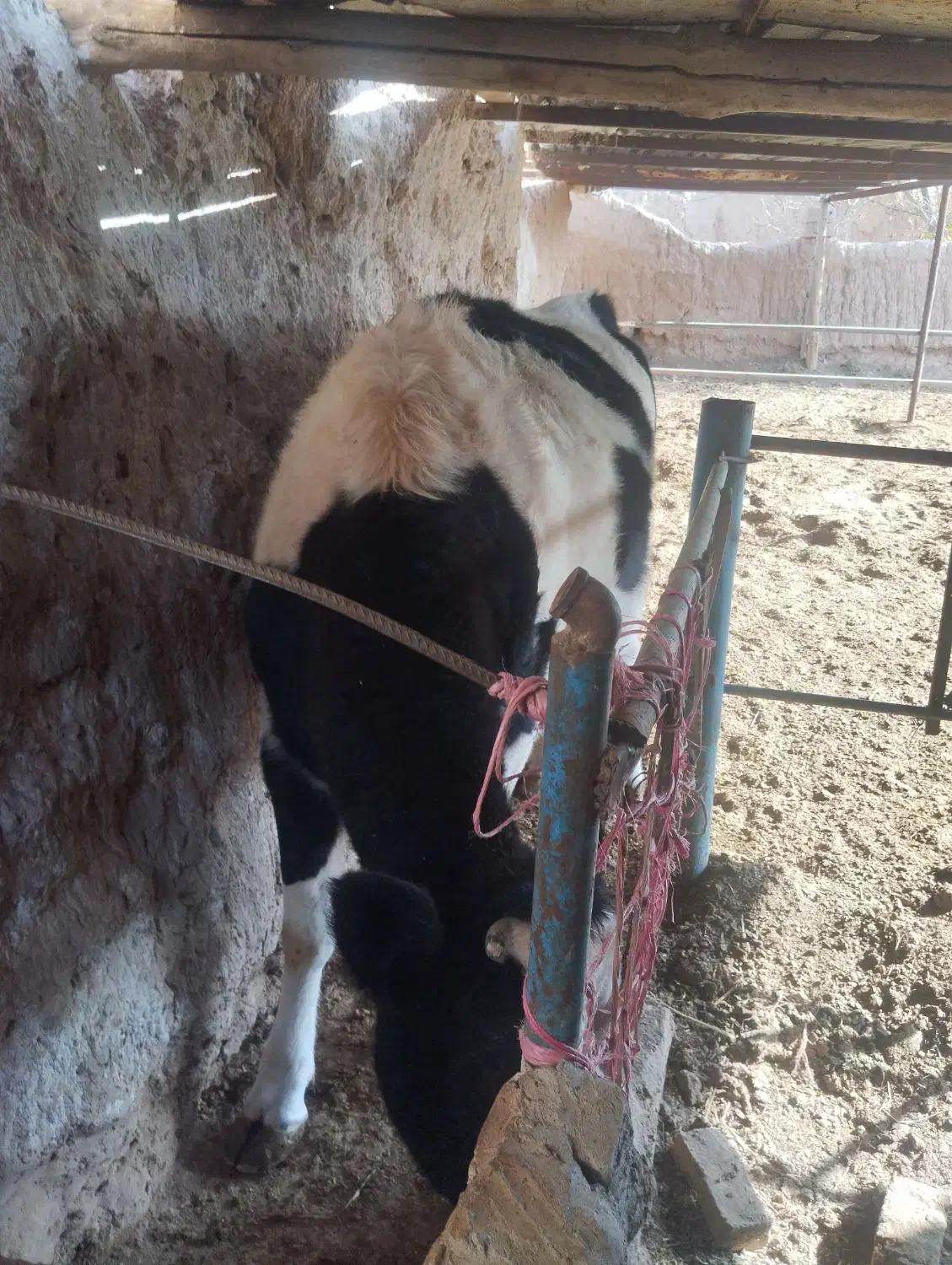 تلیسه آبستن وگاووگوساله گاو شیری|حیوانات مزرعه|تربت جام, میان جام|دیوار