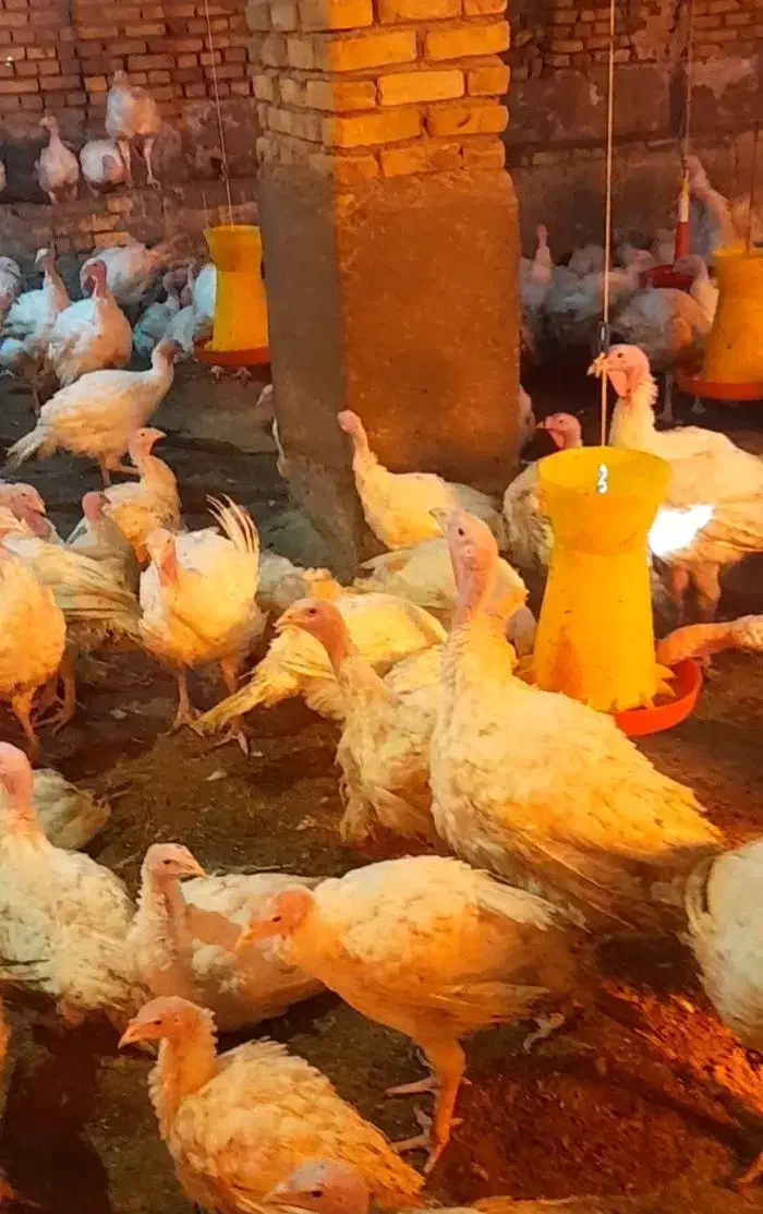 فورش بوقلمون بیوتی ،،شیش چهل روزه|حیوانات مزرعه|سبزوار, قلعه‌نو دهزار|دیوار