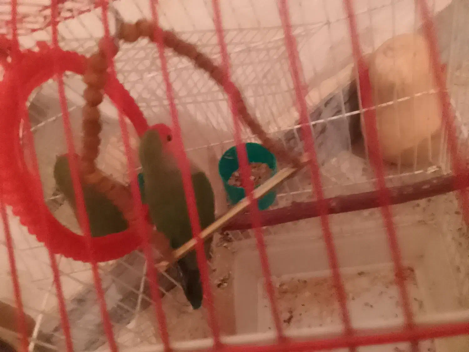 طوطی برزیلی نر|پرنده|شاهینشهر, گرگاب|دیوار