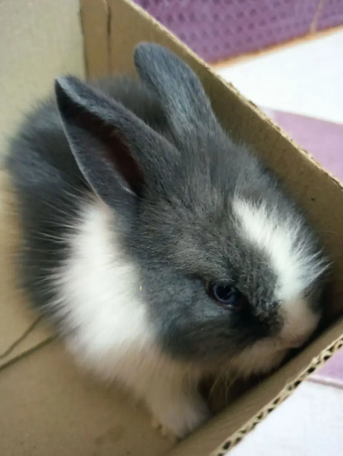 فروش خرگوش|موش و خرگوش|کرمان, |دیوار