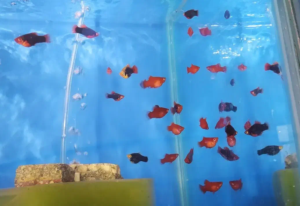 ماهی گوشتخوار و گیاهخوار|ماهی|شیراز, کوشک میدان|دیوار