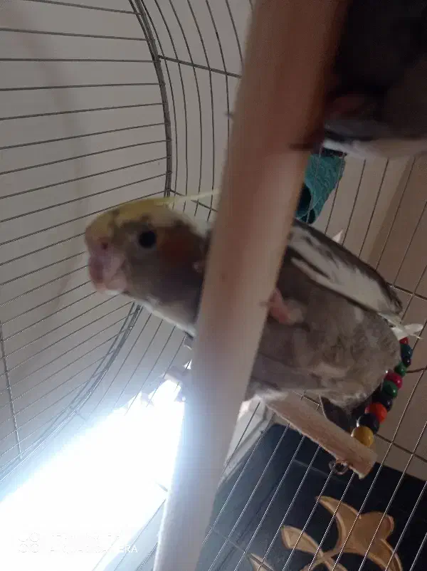 جفت عروس هلندی|پرنده|فومن, |دیوار