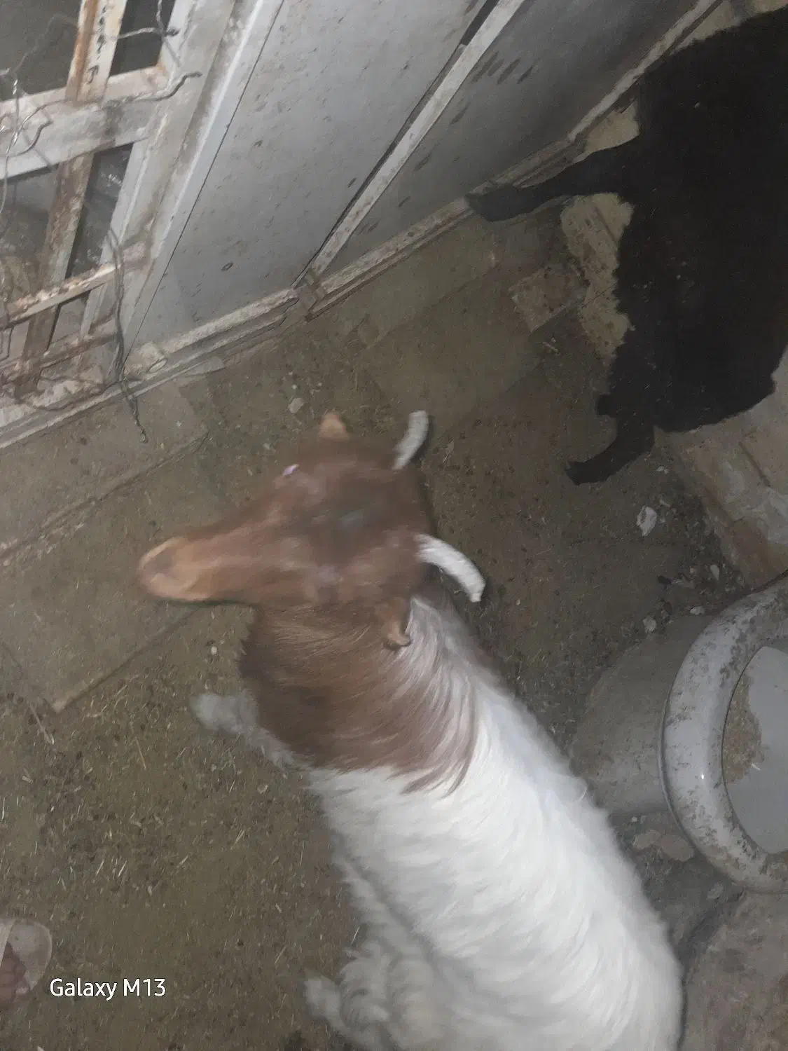 بزغاله ماده و بره|حیوانات مزرعه|قم, زند آباد|دیوار