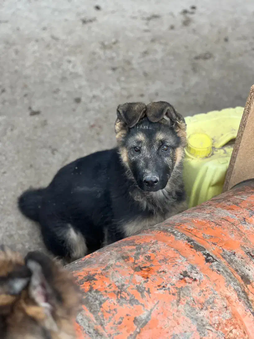 سگ‌ژرمن شپر|سگ|اردبیل, |دیوار