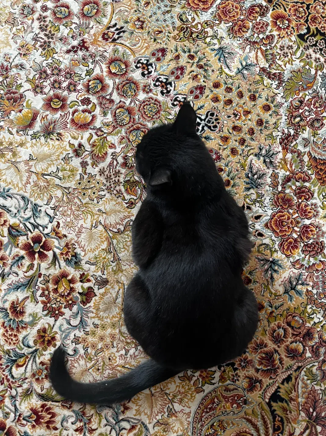 گربه گمشده (مژدگانی)|حیوانات|سیرجان, |دیوار