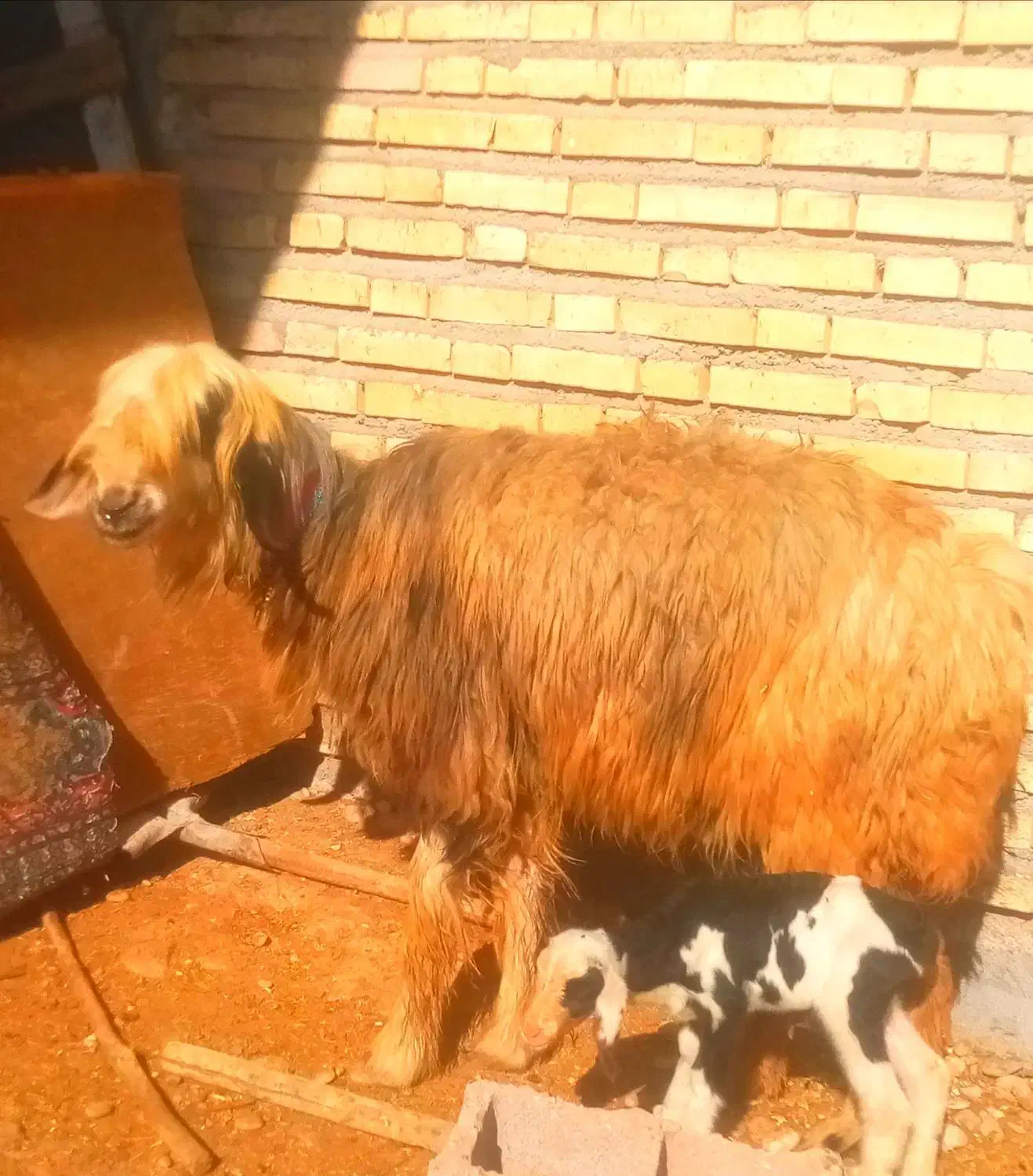 بز میش|حیوانات مزرعه|دزفول, |دیوار