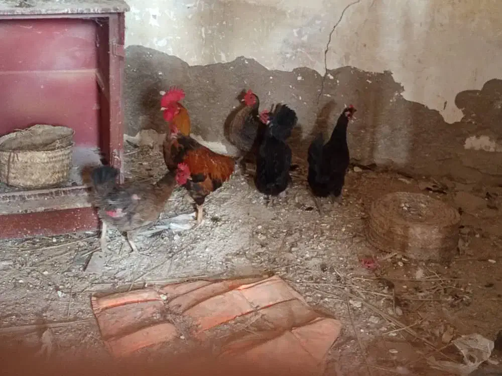 اهواز|حیوانات مزرعه|کارون, |دیوار