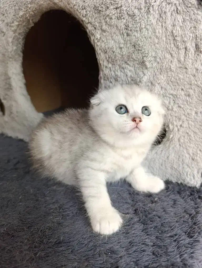 زیباترین گربهها برای شما (بریتیش/اسکاتیش/پرشین)|گربه|اصفهان, جلفا|دیوار