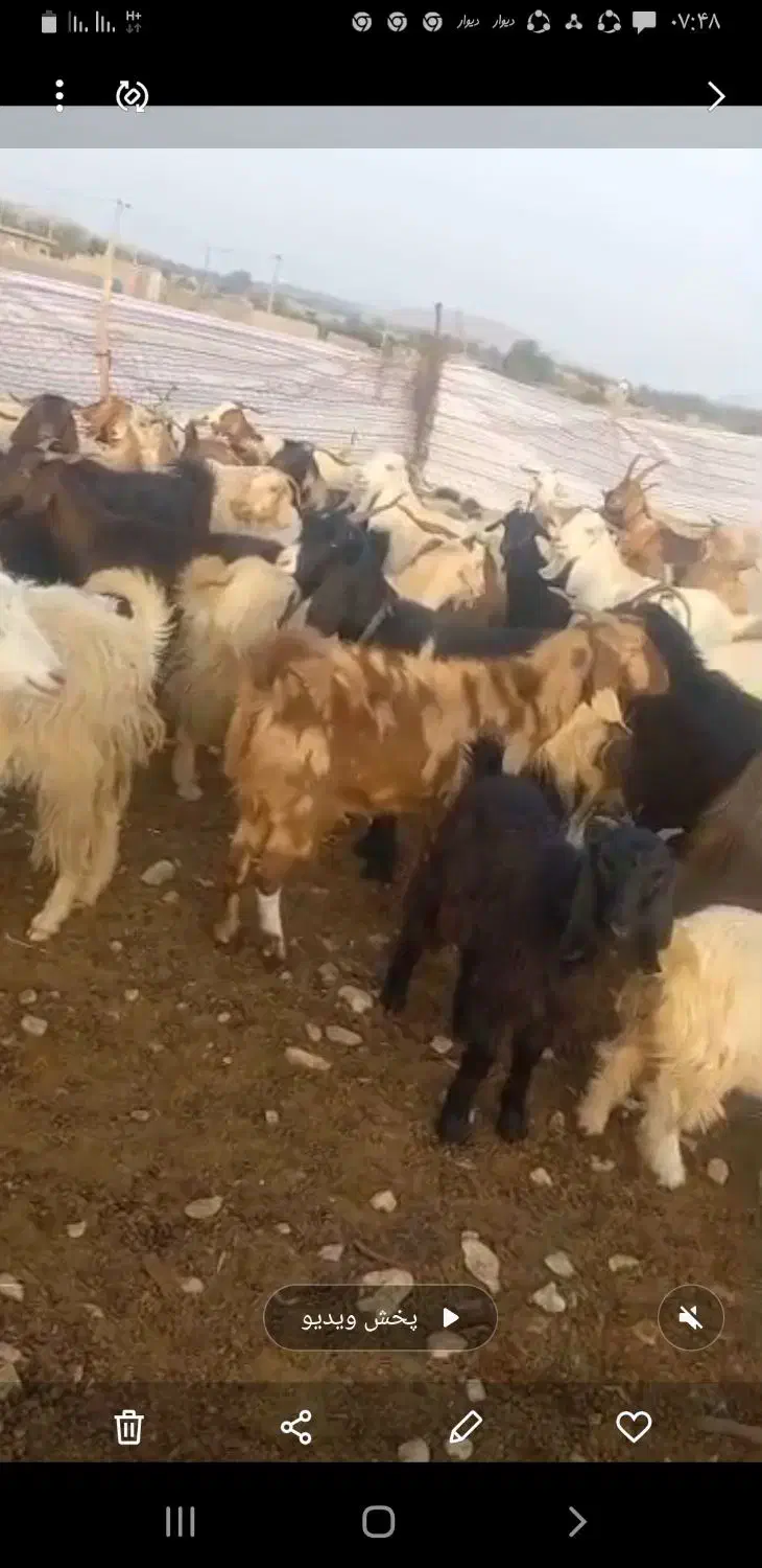 بز درجه یک|حیوانات مزرعه|فراشبند, |دیوار