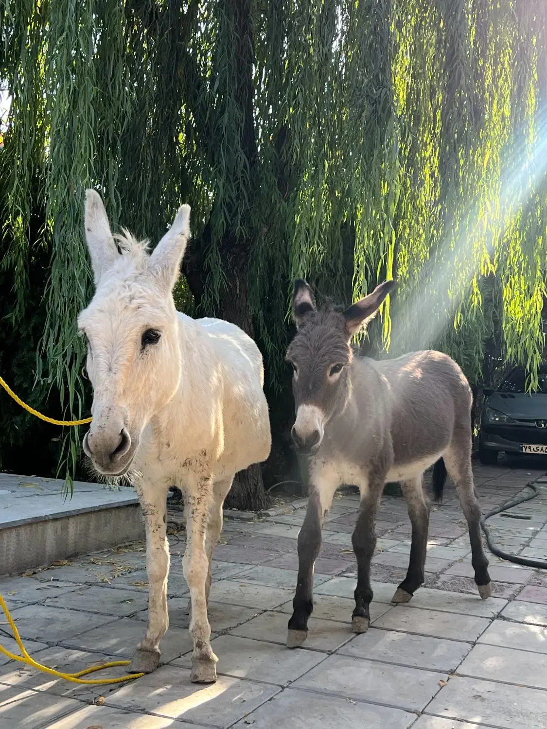 خر ماده مادر و دختر|حیوانات مزرعه|احمدآبادمستوفی, |دیوار