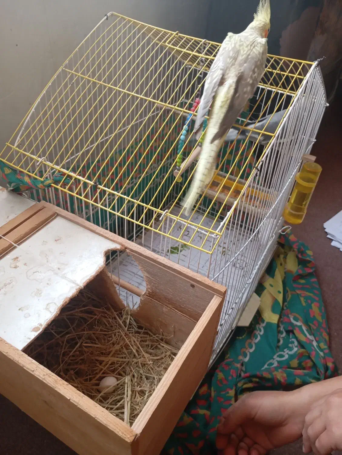 عروس هلندی|پرنده|ماسال, |دیوار