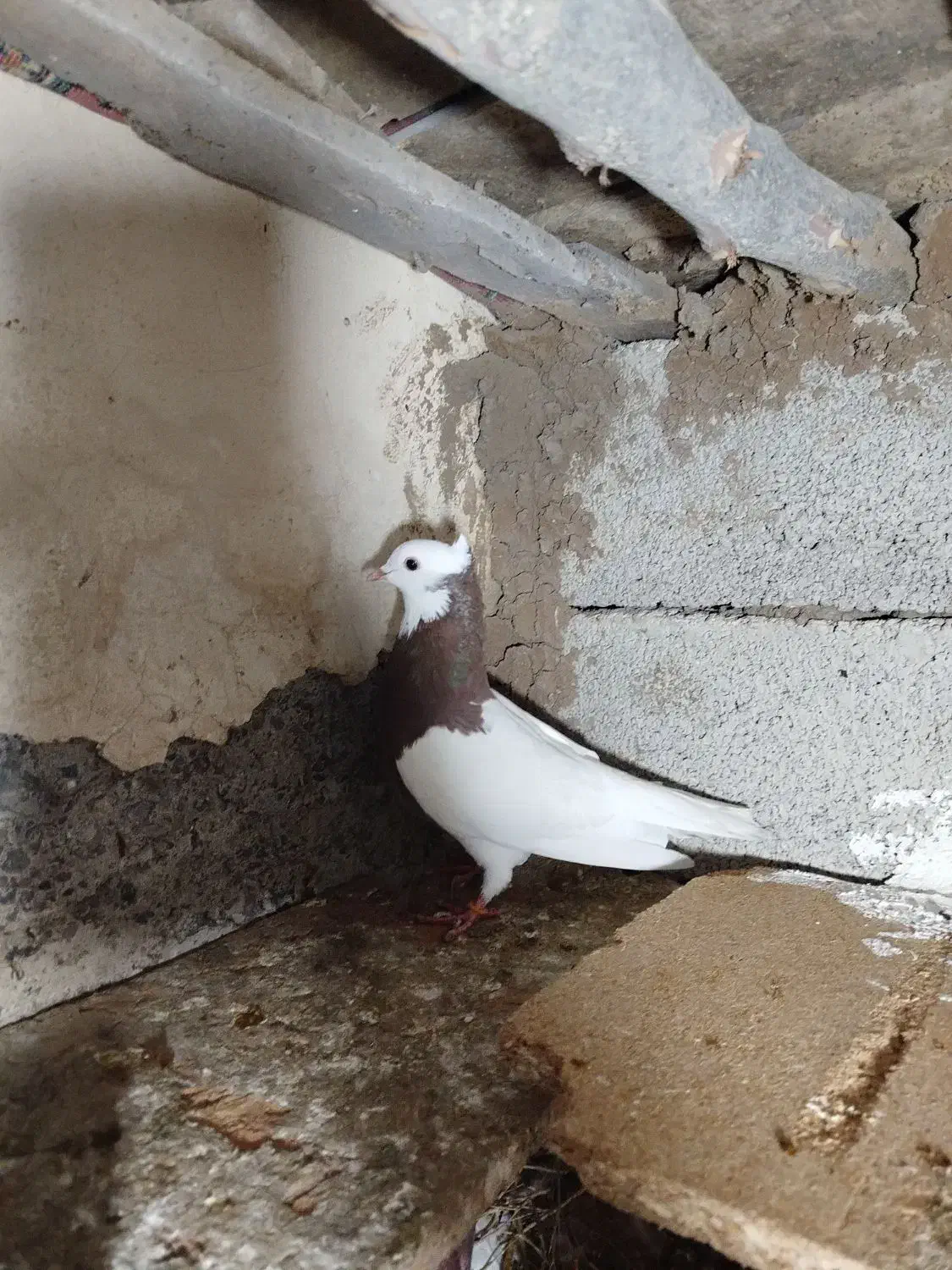 زیادی|پرنده|اردبیل, |دیوار