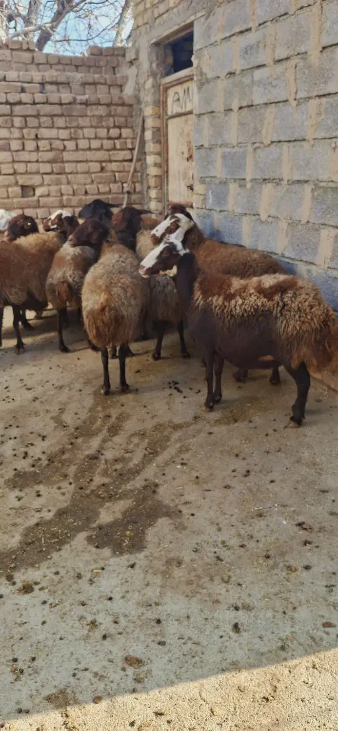 میش ابستن|حیوانات مزرعه|شازند, |دیوار