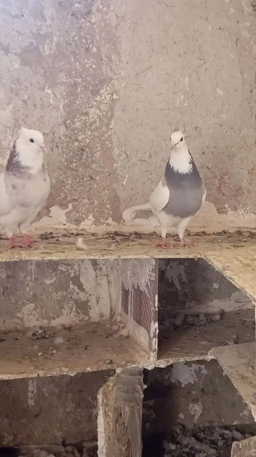 کفتر|پرنده|سراوان, |دیوار