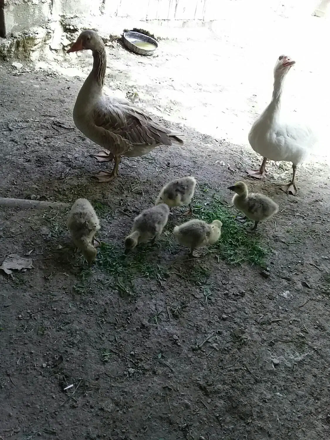 غاز|حیوانات مزرعه|یاسوج, |دیوار